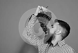 Winemaking and autumn crops concept. Farmer shows his harvest. Winegrower eats cluster of grapes