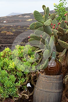 Winemaking business in Lanzarote, barrel with a bottle of local wine, vineyards in the background