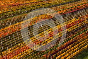 Winemaking in Europe. Geometrically Located Multi-Colored Autumn Rows Of Vineyards.Abstract Background With Autumn Colorful Vine.