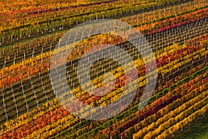 Winemaking in Europe. Geometrically Located Multi-Colored Autumn Rows Of Vineyards.Abstract Background With Autumn Colorful Vine. photo