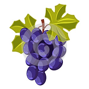 Winemaking grape bunch berry cluster vine plantation harvest vector vineyard wine