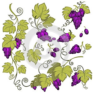 Winemaking, grape bunches isolated icon, vineyard harvest