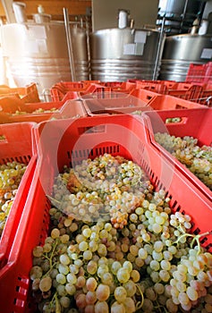 Winemaking with grapes