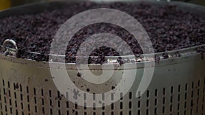 winemaking in industry plant, mezga of red grape