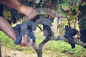 winemaking process