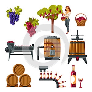 Winemaking process illustrated from grapes growing till wine bottling