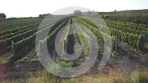 Winemaking, vineyardsâ€¤ View on vineyards from window moving car or train.