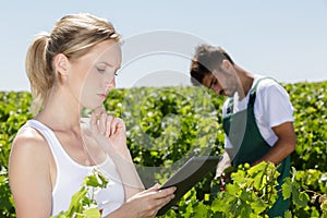 Winemarkers in vine rows checking grapes quality