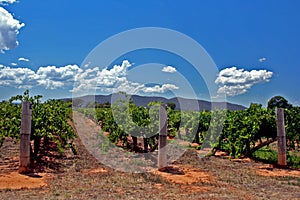 Wineplants