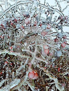 Winer frosts,frozen rosehip bush, winter background