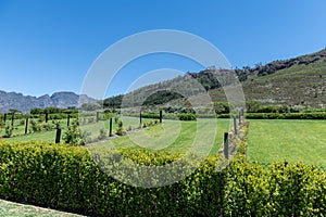 Wineries in Franchhoek area, Cape Town