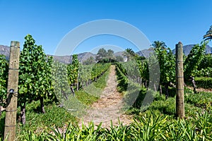 Wineries in Franchhoek area, Cape Town