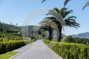 Wineries in Franchhoek area, Cape Town photo