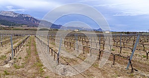 Wineries in Laguardia. Vineyards and wineries in laguardia, Rioja Alavesa, Euskadi