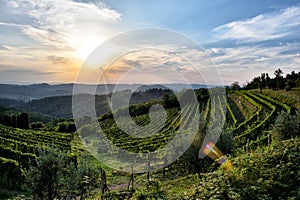 Wineries in Tuscany, the taste of the earth CXXXII