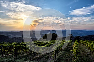 Wineries in Tuscany, the taste of the earth CXXXIV