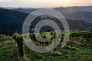 Wineries in Tuscany, the taste of the earth CXXXV