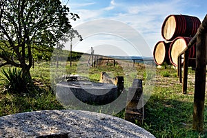 Wineries in Tuscany, the taste of the earth LV