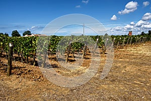 Wineries in Tuscany, the taste of the earth XIV