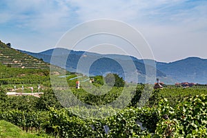 Wineries in the Wachau Valley