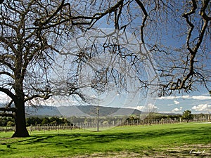 Winery