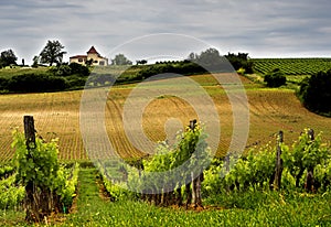 Bodegas de vino 