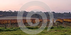 Winery in Autumn fog