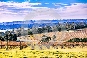 Winery in autumn on Mornington Peninsula. photo