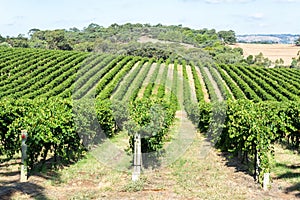 Winery in Barossa Valley in South Australia