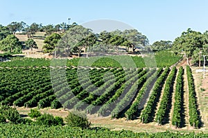 Winery in Barossa Valley in South Australia