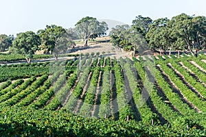 Winery in Barossa Valley in South Australia
