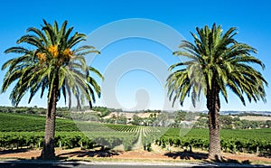 Winery in Barossa Valley in South Australia