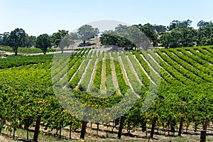 Winery in Barossa Valley in South Australia