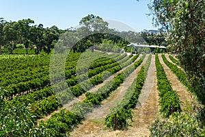 Winery in Barossa Valley in South Australia