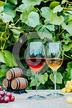 Winery concept. Glasses of white and red wine with miniature wine barrels on the wooden table with grape berries on