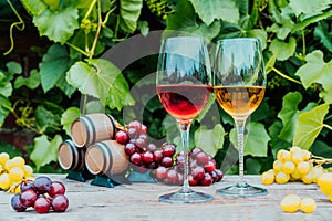 Winery concept. Glasses of white and red wine with miniature wine barrels on the wooden table with grape berries on
