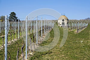 Winery cottage in the vineyards