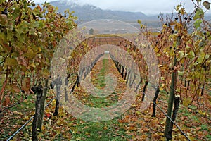 Winery in the fall