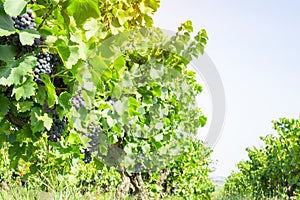 The winery of fresh dark black ripe grape and green leafs at the harvest season, planting in the organic vineyard farm to produce