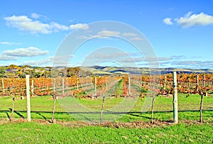 Winery Grape Vines in Autumn Colours