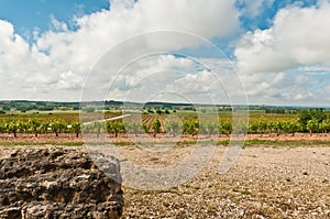 Winery grape vines in early spring