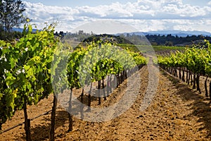 Winery Grape Vines, Temecula, California photo