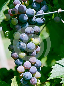 Winery Grapes