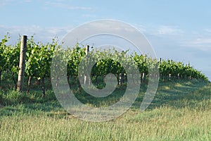 Winery grapes in perspective