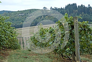 Winery grapes vines