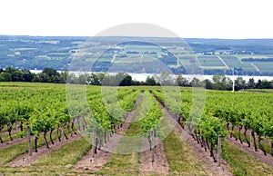 Winery grapevines grow under hot NYS Finger Lakes sunshine