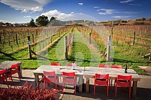 Winery grren field - New Zealand