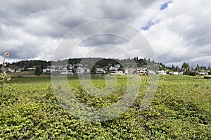 Winery in Kelowna hills