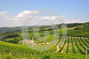 piemonte vineyards Barolo Langhe Alba italy photo