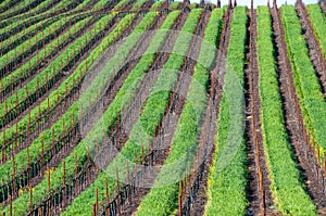 Winery in Napa, California